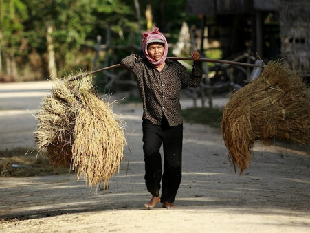 Opinion: Climate Change Risks to Farmers Call for Novel Policy Plans