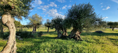 Olival da Pêga - Monsaraz