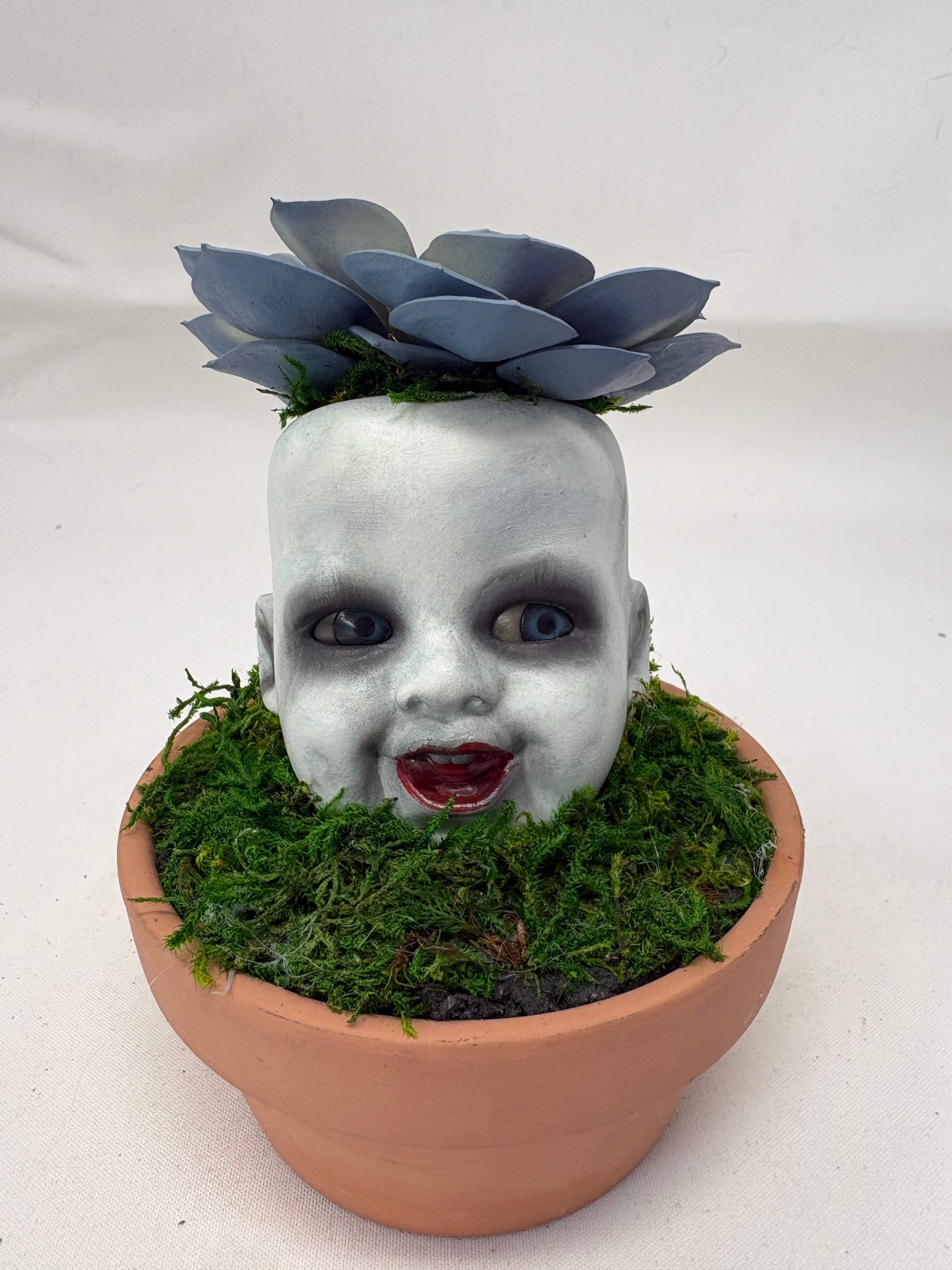 Potted Creeper