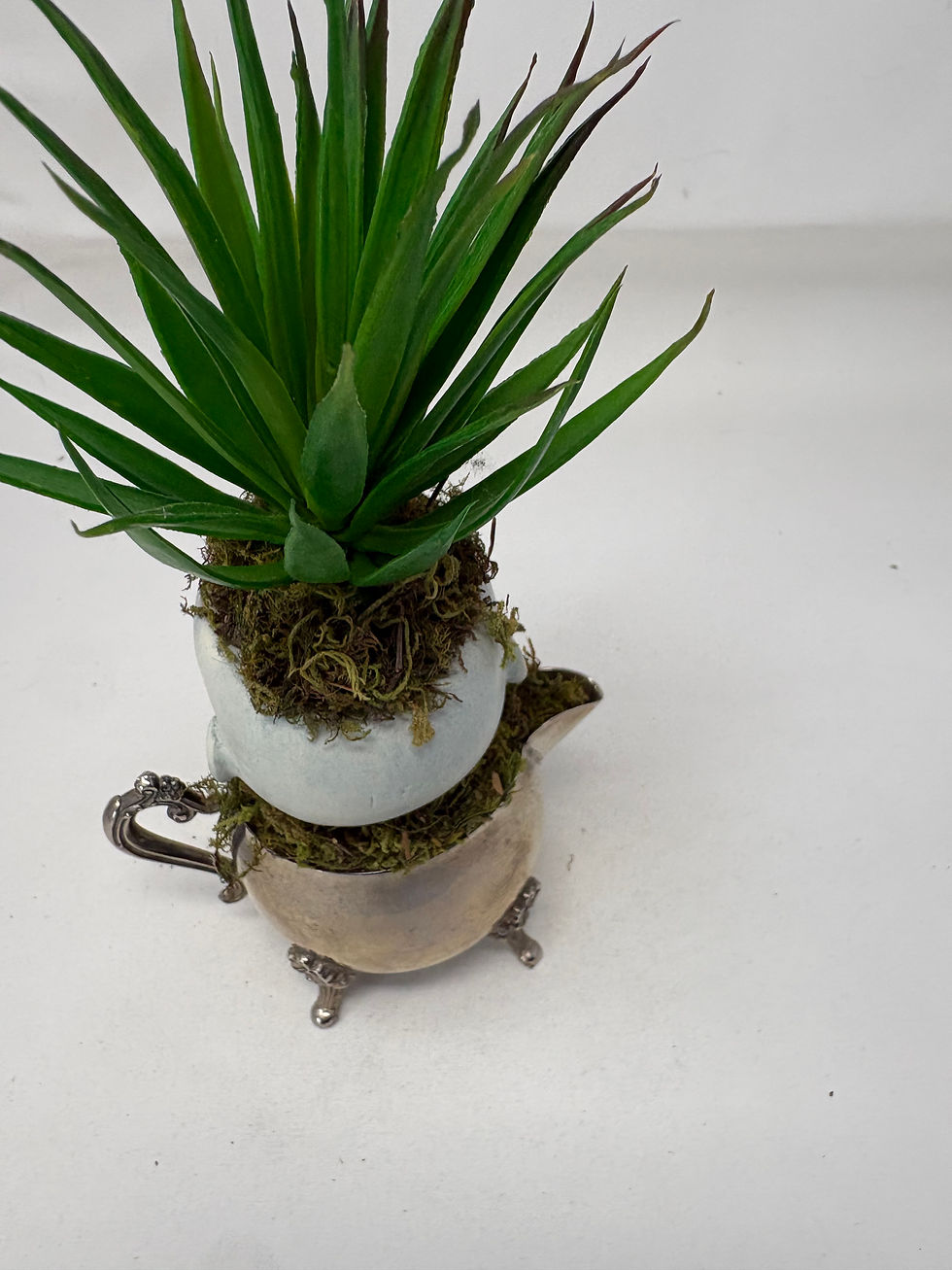 Thumbnail: Silver Plate Potted Creeper