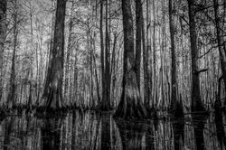 Ion Swamp