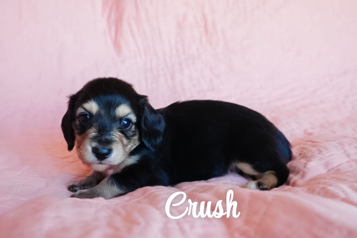 Black and Cream Longhaired Dachshund Male