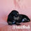 Thumbnail: Black and Cream Longhaired Dachshund Male