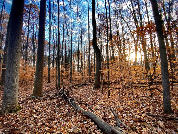 expedition detroit rotary park livonia nature preserve metro hiking forest creek trails michigan