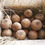 Thumbnail: SOFEDA  (সফেদা)