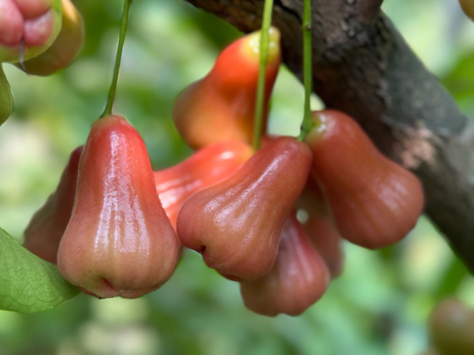 THAI JAMRUL  (জামরুল)