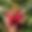 Thumbnail: DRAGON FRUIT