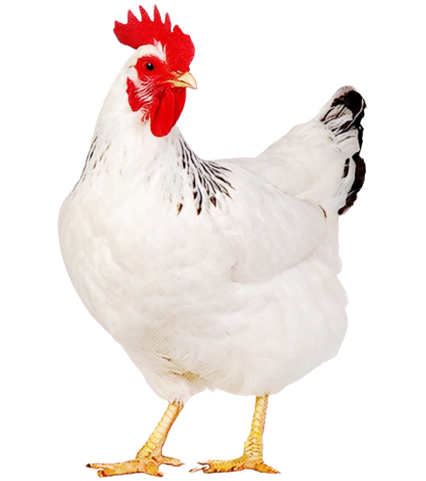 Sutli kokraklarni boglang Sutli kokraklarni boglang