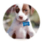 Placas para mascotas en Quito