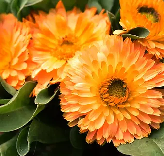 0_marigold-flowers.webp