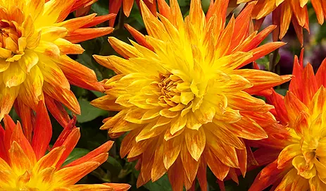 Dahlia-Vulcan.webp