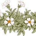 White Flowers Illustration