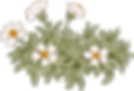 Botany