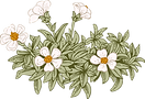 植物学