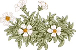 Botany