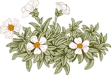 Botany