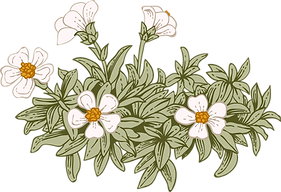 Botany