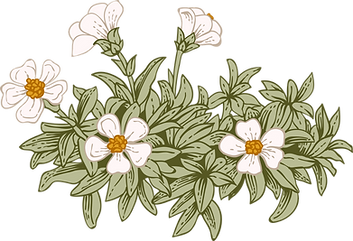 Botany
