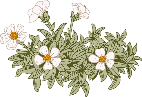 Botany