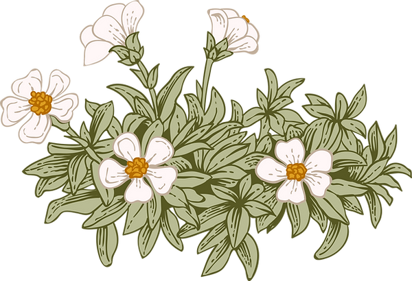 Botánica