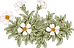Botany