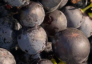 Ripened grapes in Rutland's oldest vineyard
