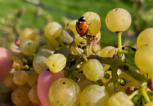 White grapes from Old Oak Farm Rutland