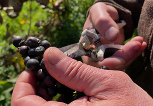 Harvesting grapes at the Old Oak Farm Vineyard