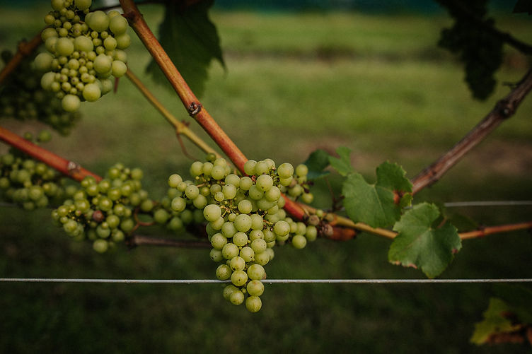 Grapes-Rutlands-oldest-vineyard.jpg