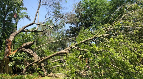 Fallen tree, cleanly cut, indicating professional tree removal and site preparation. Tree removal. Land clearing services in North Texas and Southern Oklahoma. Ranch Clearing.