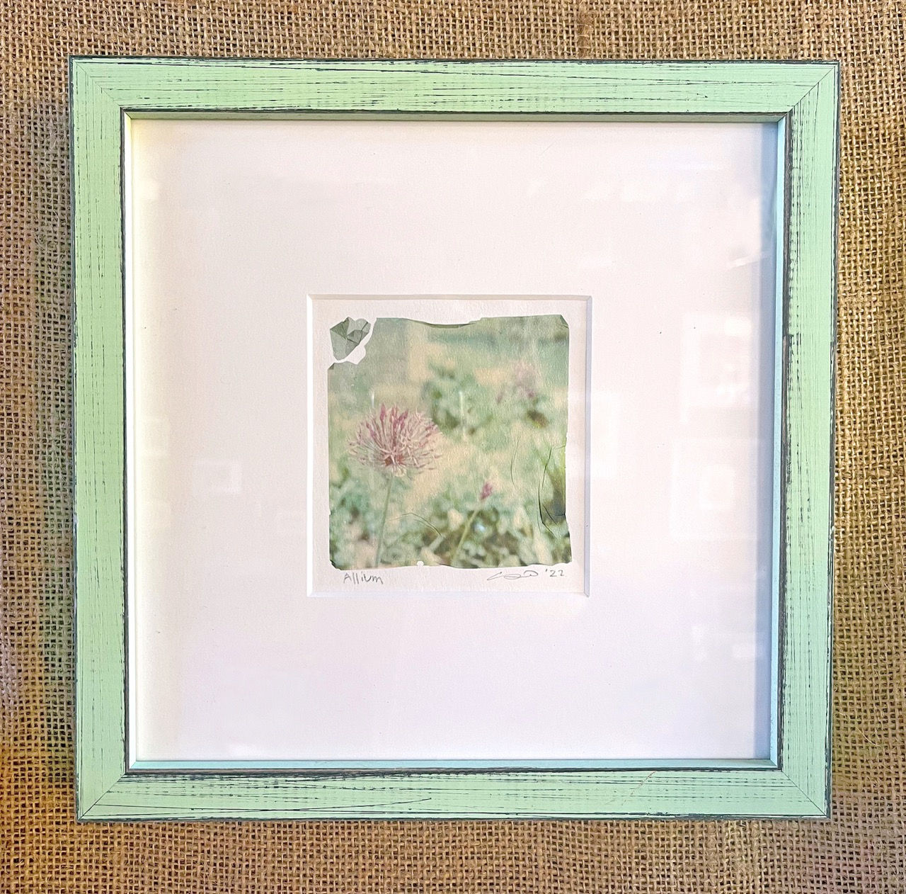 Olivia Cary - Allium