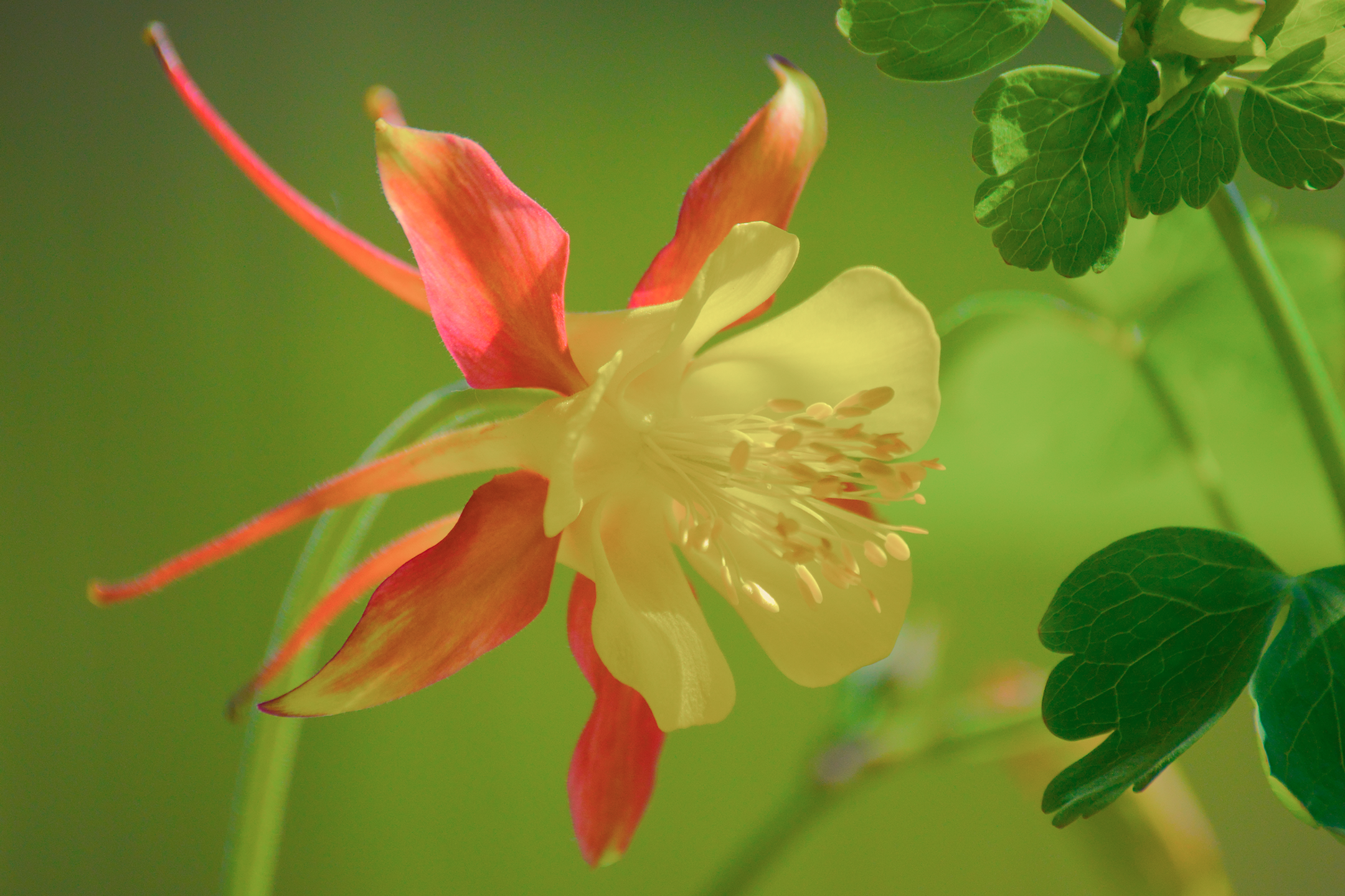 Martha the Columbine | Fine Art Print