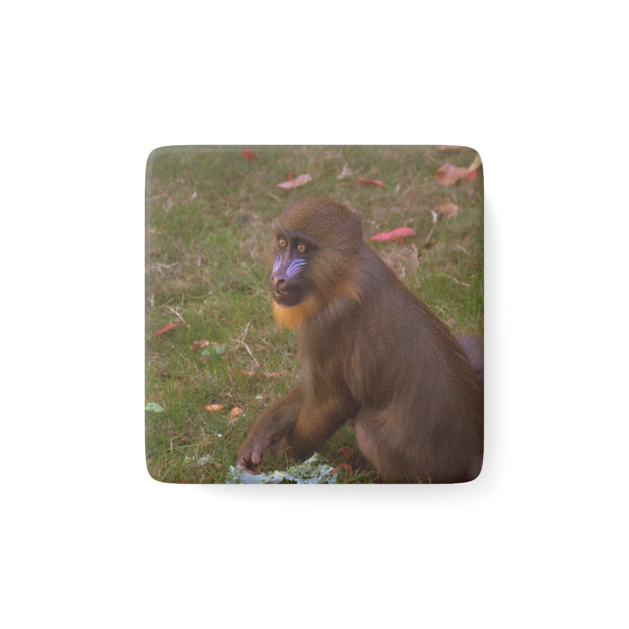 Baby Mandrill Wildlife 2" Porcelain Magnet | Wildlife 
