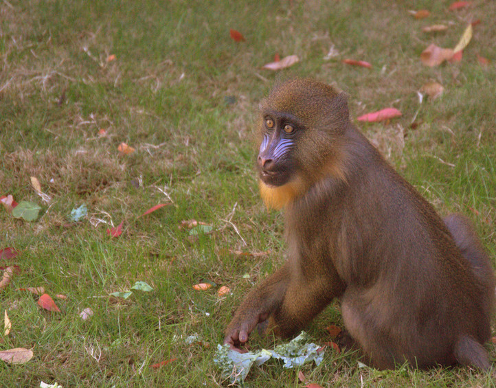 Close-up wildlife photo featuring a captivating animal in its natural setting.