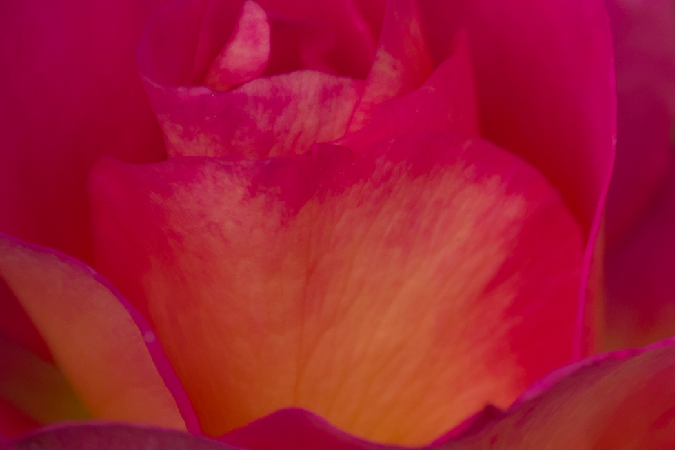 Julie Andrews rose