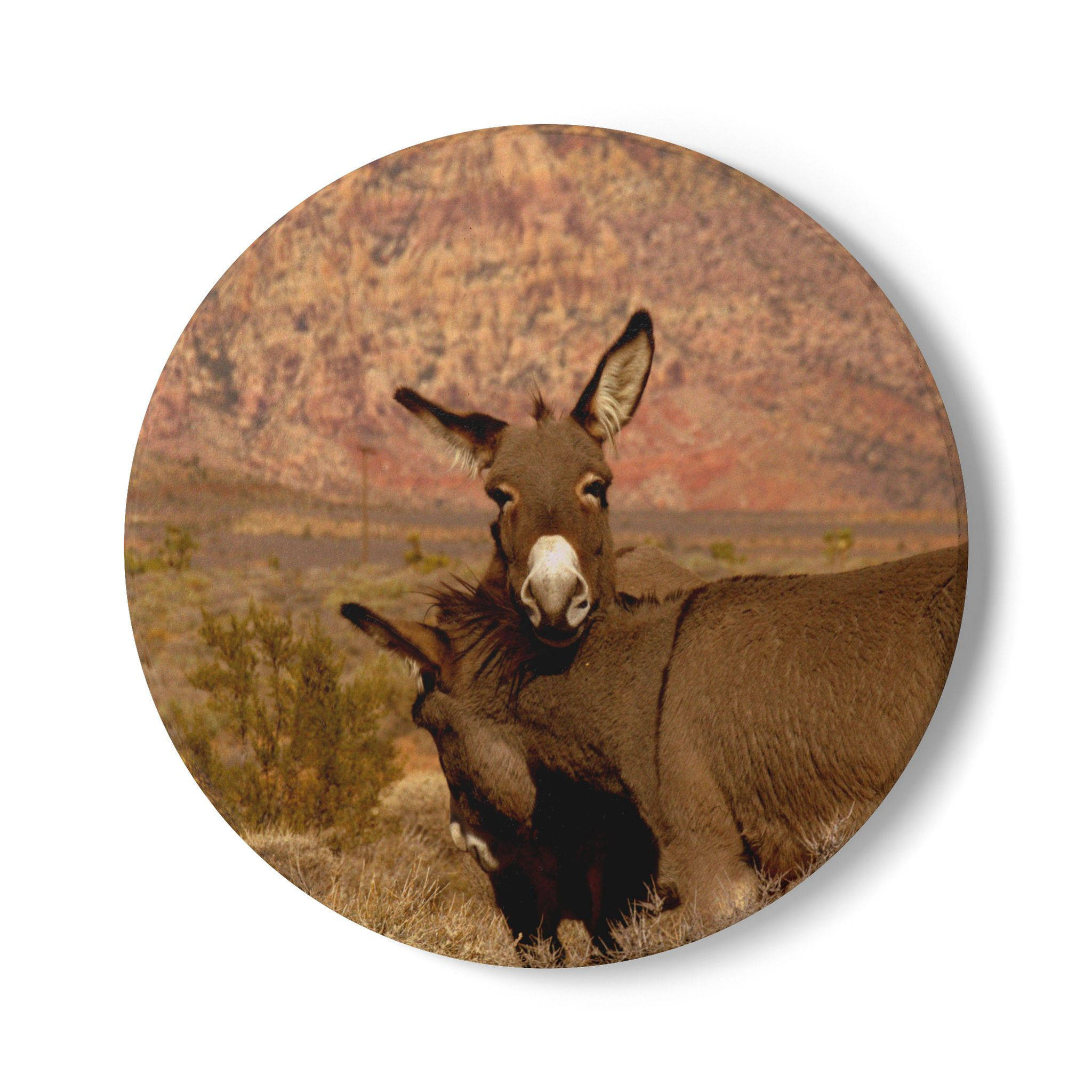 Wild Burros Wildlife Ceramic Coaster | Wildlife
