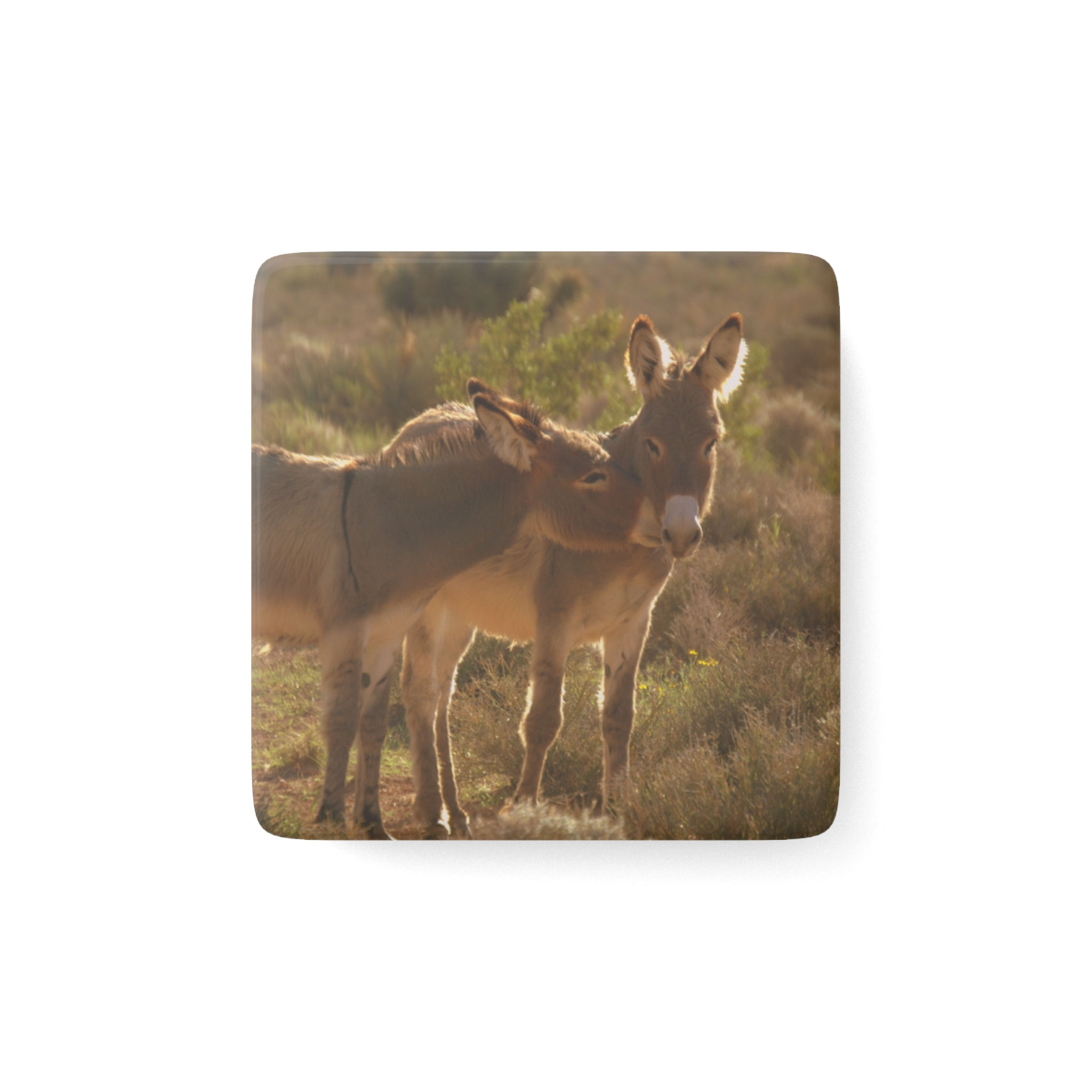 Wild Burros Wildlife 2" Porcelain Magnet | Wildlife 