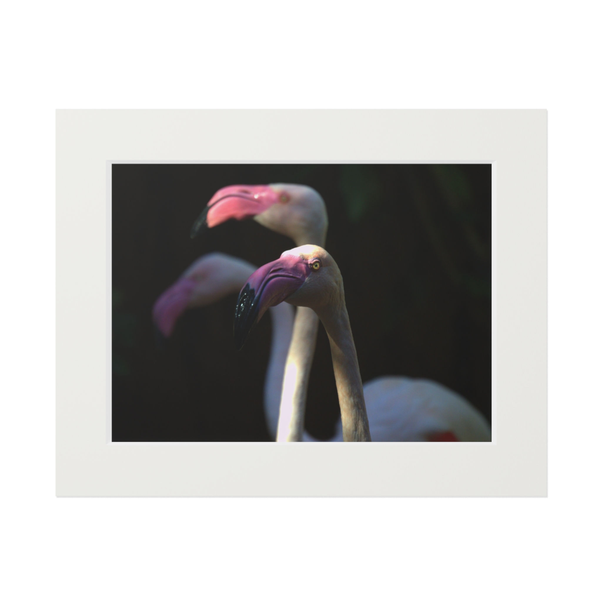 Annoyed Pink Flamingo Wildlife Passepartout Fine Art Print | Wildlife