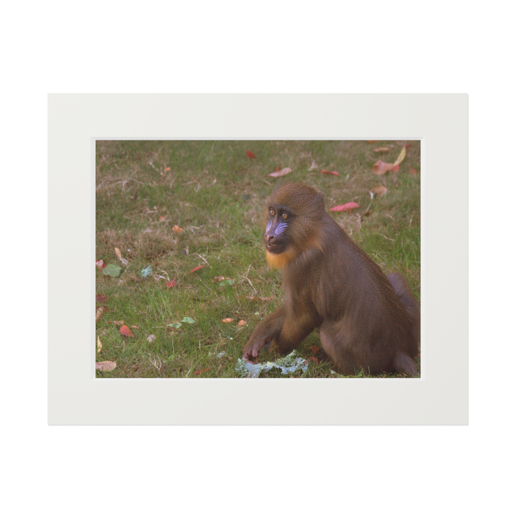 Baby Mandrill Wildlife Passepartout Fine Art Print | Wildlife