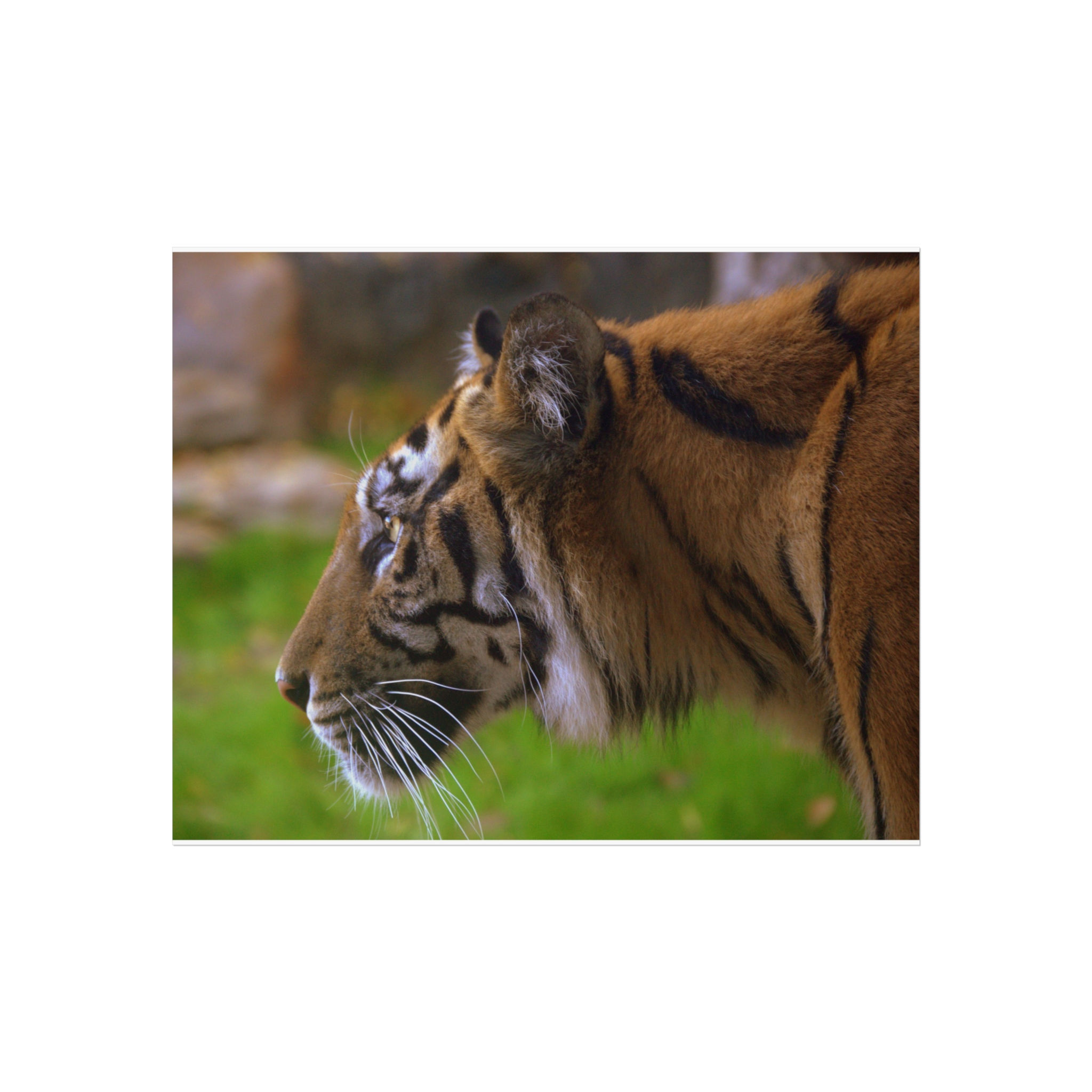 Tiger Wildlife Fine Art Poster | Wildlife 