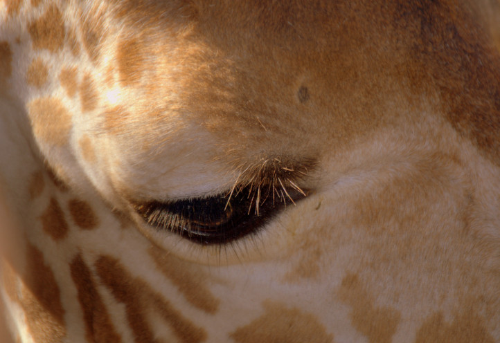 Close-up wildlife photo featuring a captivating animal in its natural setting.