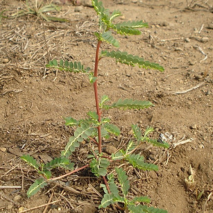 Quebra-pedra - Phyllanthus niruri ( By_