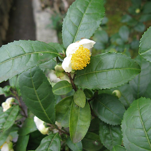 Chá-verde_-_Camellia_sinensis_(_By__Wiki