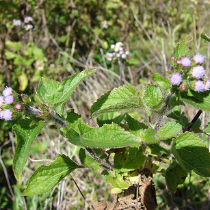 Mentrasto_-_Ageratum_conyzoides_(_©_Fore