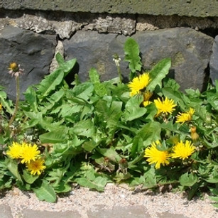 Dente-de-leão_-_taraxacum_officinale_(_B