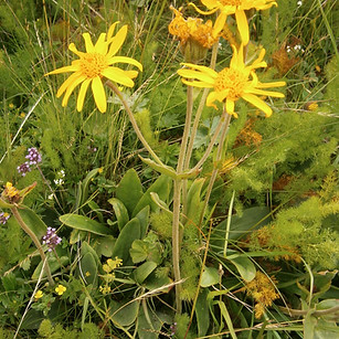 Arnica_-_Arnica_montana_(_©_Meneerke_blo
