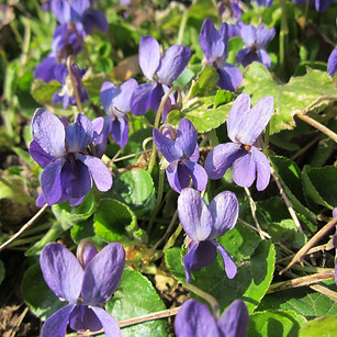 Violeta - Viola odorata ( By_ Wikimedia