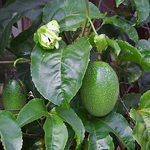 Maracujá_-_Passiflora_edulis_(_By__Wikim