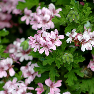 Malva cheirosa - Pelargonium graveolens