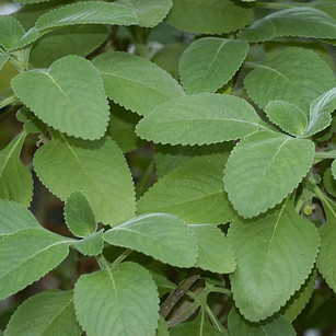 Boldo-brasileiro_-_Plectranthus_barbatus